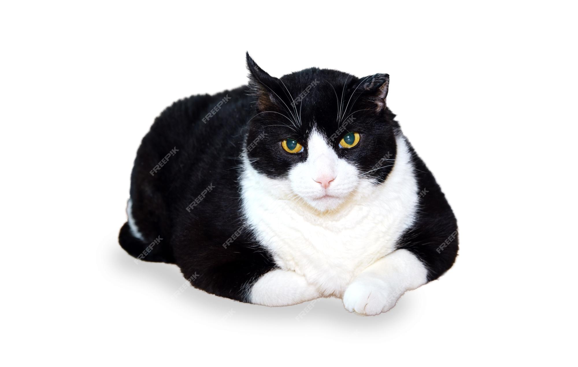 Fat white and black cat