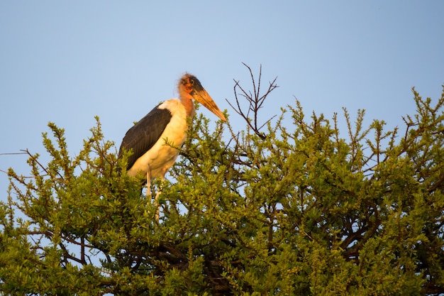 A big bird of prey sits on a branch