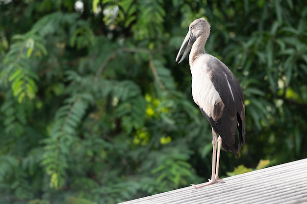 Big bird on top roof.