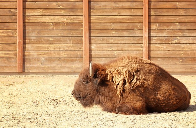 Big bison in zoological garden