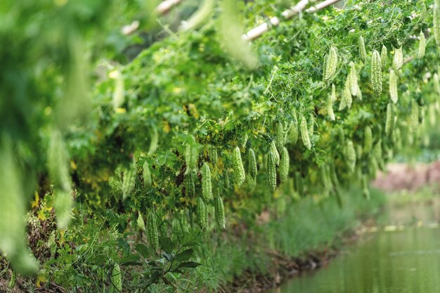 Photo big bitter gourd or bitter cucumber hanging grown on wooden fence in a farm at sunny green background photo