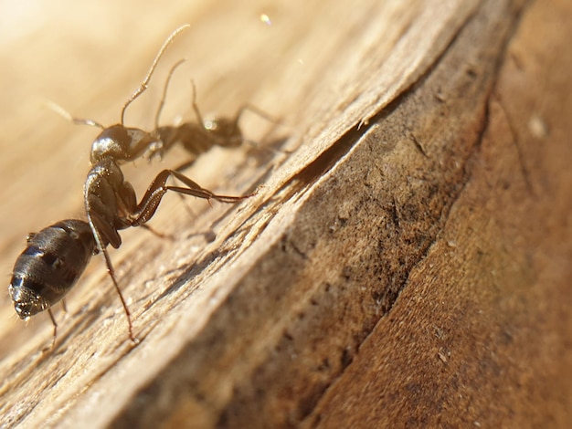 Big black ant crawling on a tree macroshoot insects