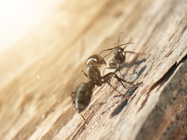 Grande formica nera che striscia su un albero di insetti macroshoot