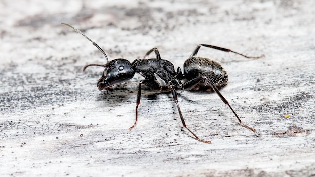 big black ant on a log