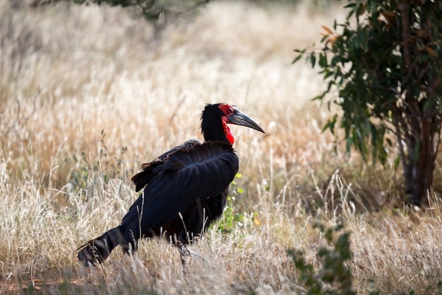 Big black bird with a red face in the grass