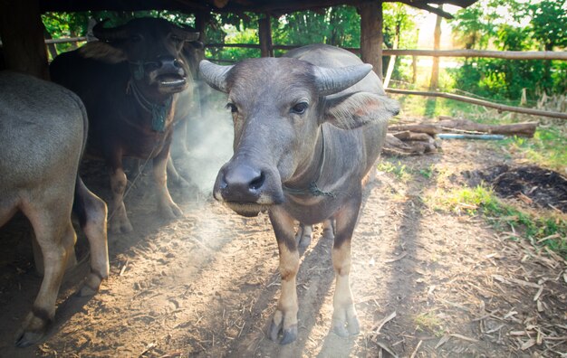 Big black buffalo animal