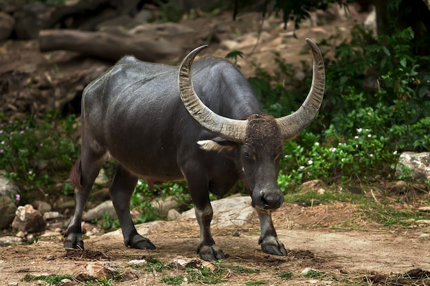 Big black bull. Thailand, park, jungle.