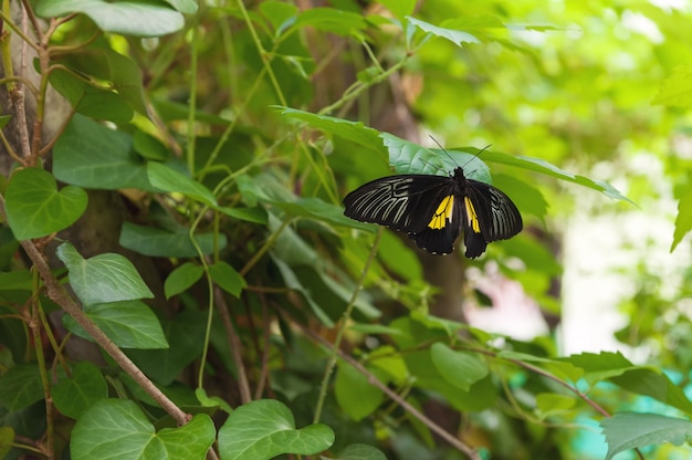 Big black butterfly on green leaf