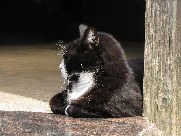 Foto un grande gatto nero in una casa di campagna