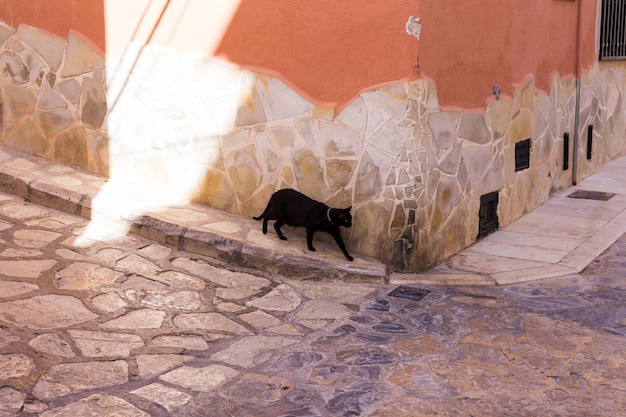 A big black cat walks along the walls of an old house with a stone base in a cozy street in spain