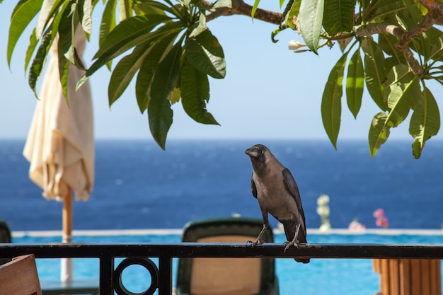 A big black crow sits on a fence