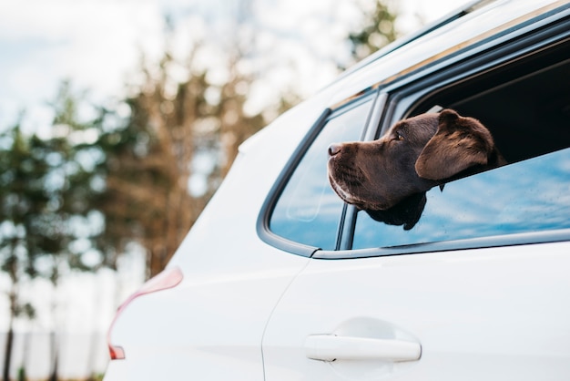 Big black dog in car