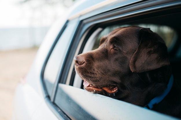 Photo big black dog in car