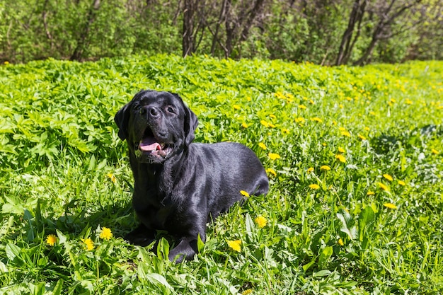 Большая черная собака лабрадор ретривер взрослая чистокровная лаборатория на траве весной или летом в зеленом парке