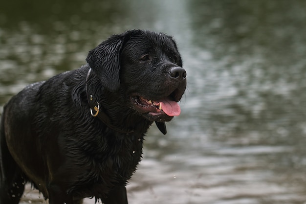 Big black dog labrador