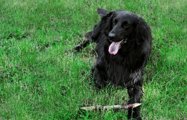 Большая черная собака играет с деревянной палкой на фоне зеленой травы