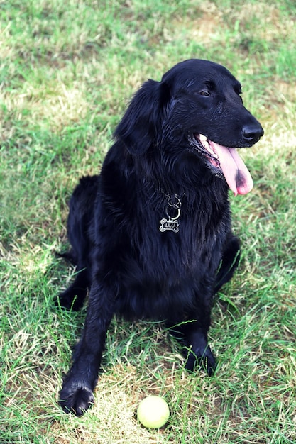 Foto grande cane nero con palla su sfondo verde erba