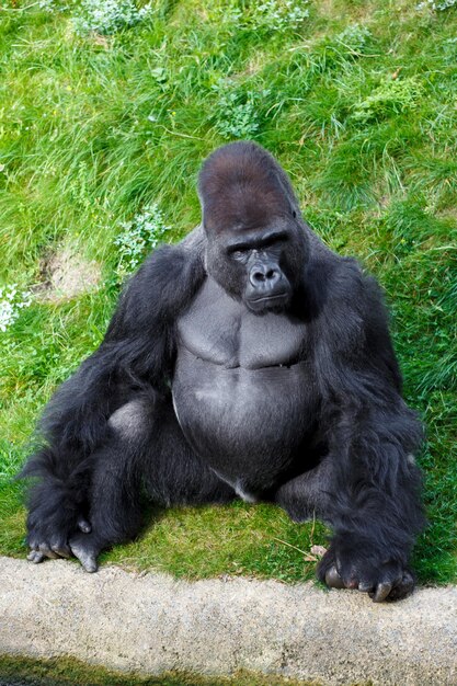 big black gorilla in the zoo