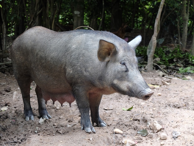 A big black pig sniffs the ground