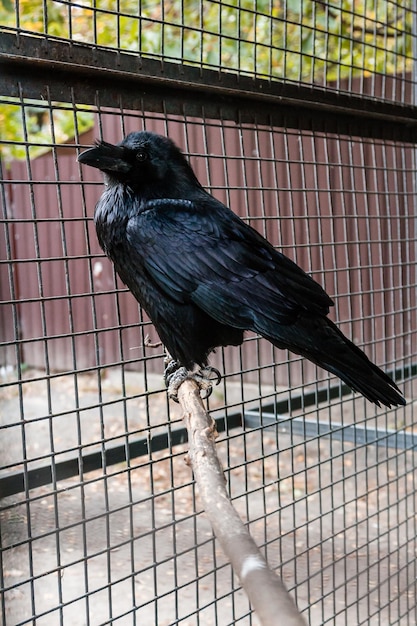 Big Black Raven sitting on a closeup branch