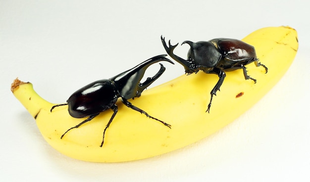 Photo big black rhinoceros beetles allomyrina dichotomus and xylotrupes gideon on banana. breeding beetles