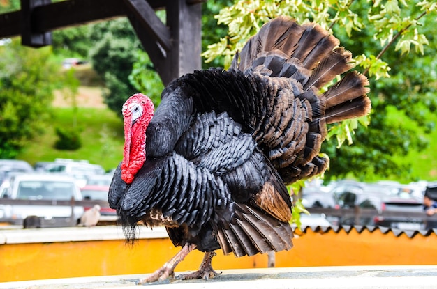 背景の木と公園を歩く大きな黒い七面鳥