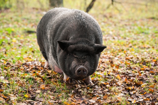 Big black vietnamese pig portrait outside on the farm