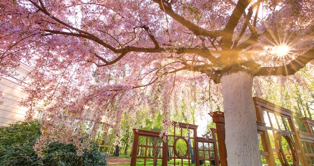 Big blooming sakura in the park, bottom view. The sun's rays shine through the branches of the tree.