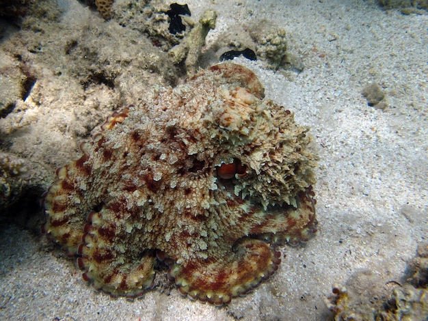 Большой голубой осьминог (Octopus cyanea) Осьминог. Большой синий осьминог на рифах Красного моря.