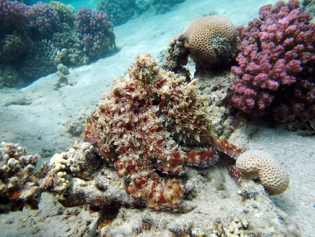 Big Blue Octopus (Octopus cyanea)
Octopus. Big Blue Octopus on the Red Sea Reefs.