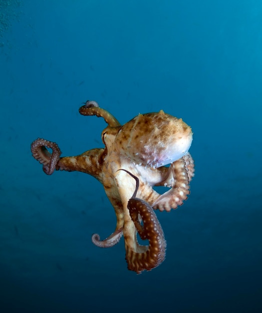 Big Blue Octopus zwemt in open water. Zeeleven van Bali, Indonesië.