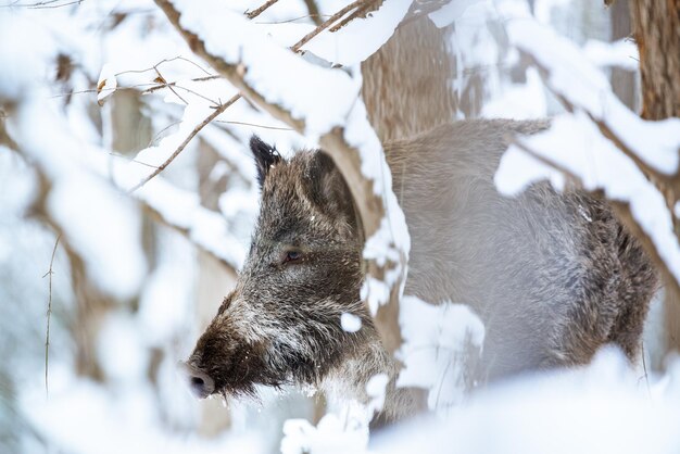 Big Boar Sus Scrofa in het sneeuwbos in de winter