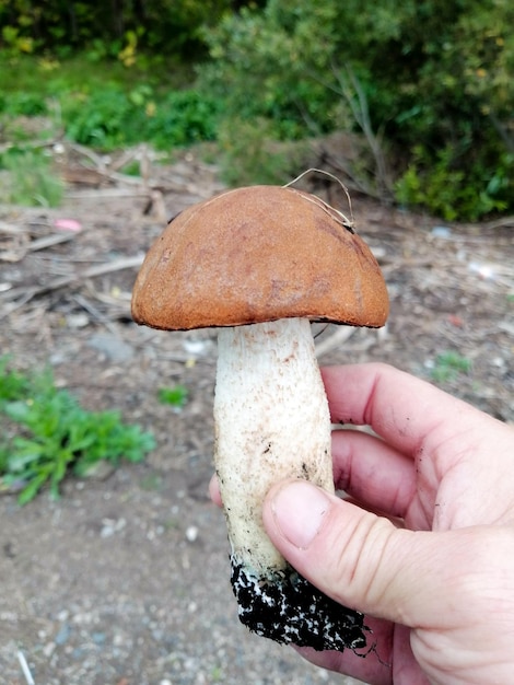 버섯 따는 사람의 손에 있는 큰 boletus