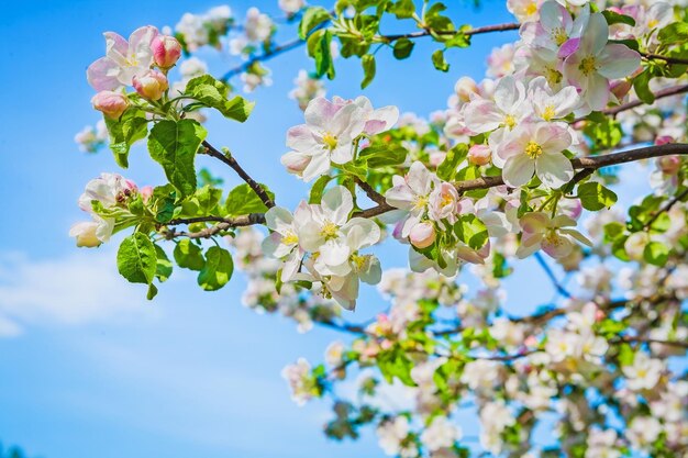 Big branch of blossoming apple tree on sky background instagram stile