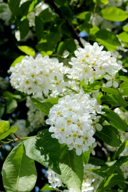 Big branches of bird cherry tree