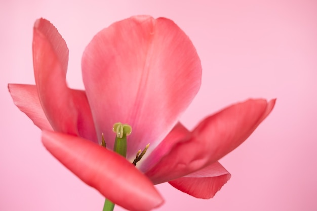 Big bright red flower tulip close up Selective focus Spring or summer concept Spring background Greeting festive card woman health