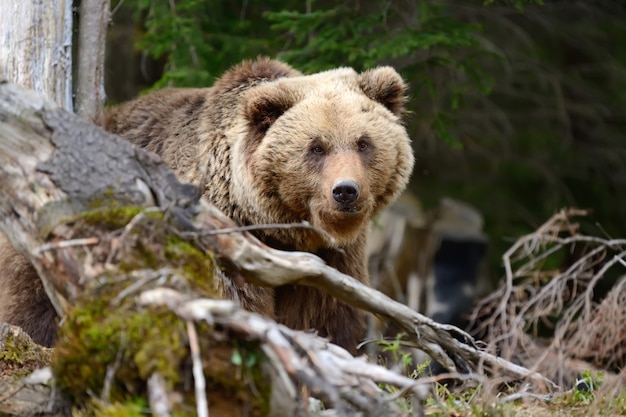 Photo big brown bear in the forest in the summer