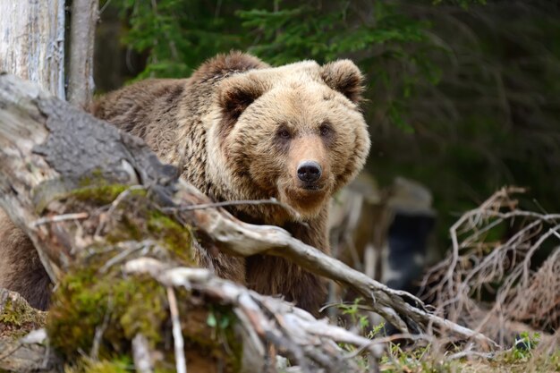 사진 여름 숲에 큰 갈색 곰