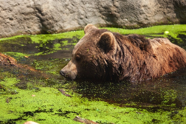 Big brown bear swimming in a pond.