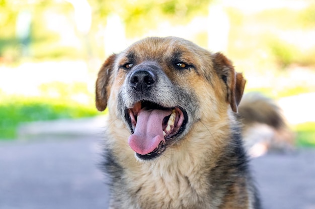 Grande cane marrone con la bocca aperta in estate durante il caldo