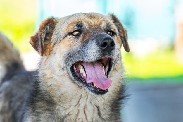 Big brown dog with open mouth in summer during the heat