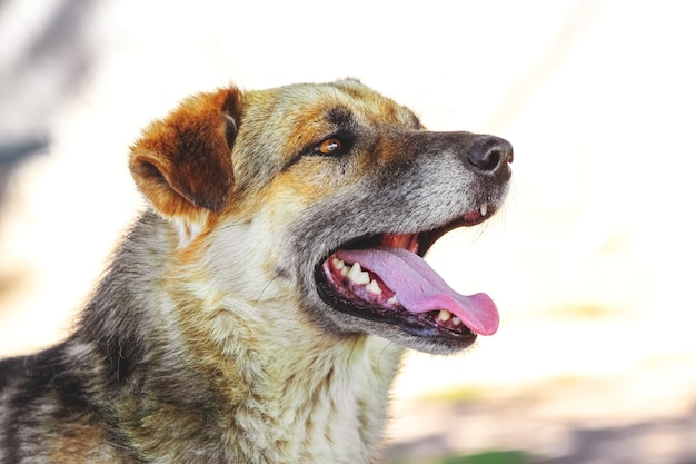 Big brown dog with open mouth in summer during the heat