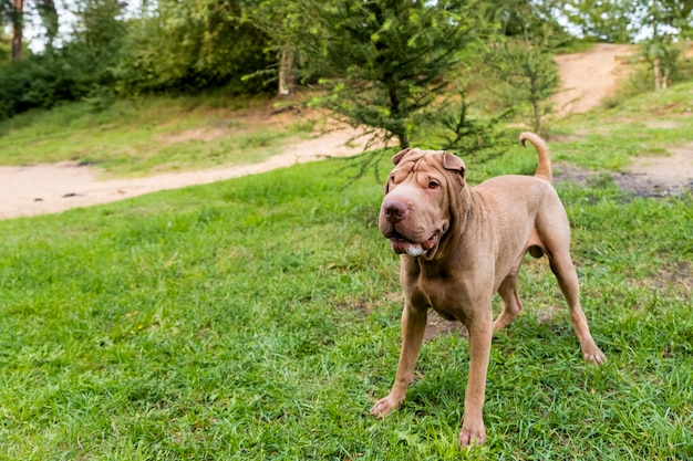 Big brown dog