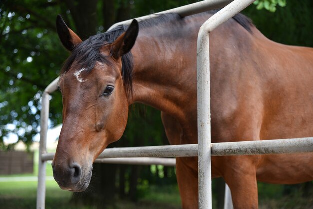 Big brown horse on the ranch