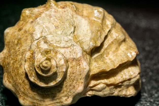 Foto big brown seashell