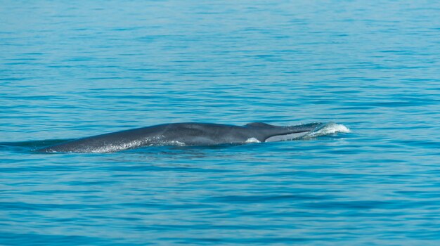 Big Bryde's Whale swim to the water surface 