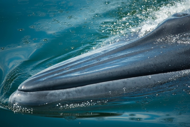 Foto big bryde's whale nuota fino alla superficie dell'acqua