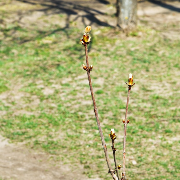 Big buds on tree twigs in garden