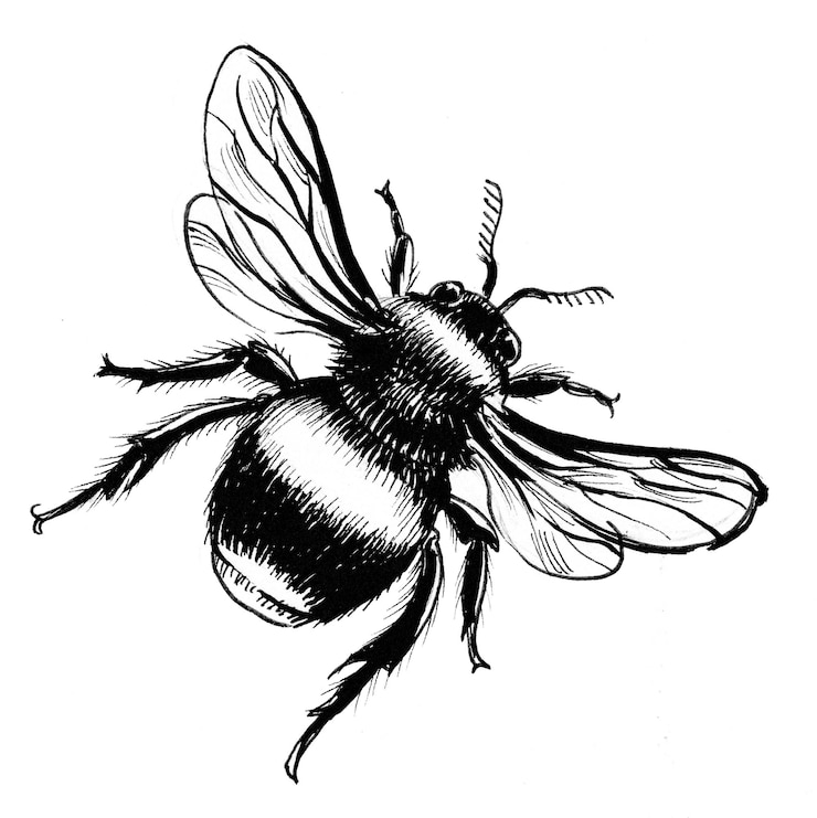 Photo big bumble bee. ink black and white drawing