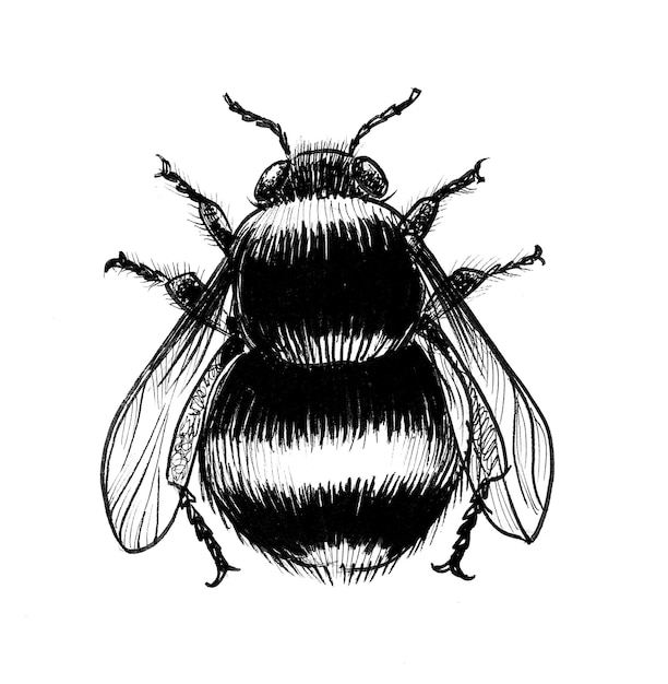 Big bumblebee Handdrawn ink black and white drawing